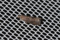 Grapholita funebrana