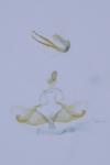 Coleophora caespititiella