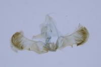 Grapholita funebrana