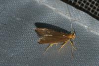 Eurodachtha pallicornella