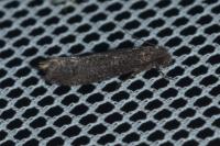 Elatobia fuliginosella