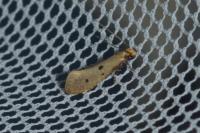Tinea trinotella