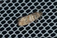 Piniphila bifasciana