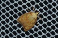 Acleris bergmanniana