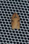 Acleris hastiana