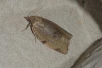 Lozotaenia forsterana
