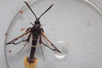Synanthedon andrenaeformis