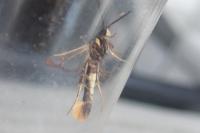 Synanthedon andrenaeformis