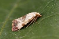 Neocochylis millierana