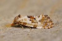 Neocochylis molliculana