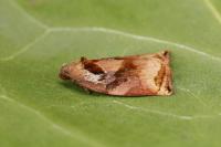 Archips podana