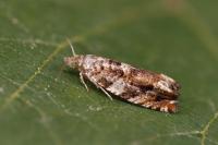 Epinotia abbreviana