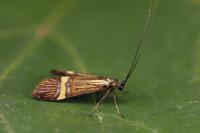 Nemophora degeerella