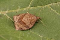Pandemis dumetana