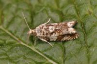 Epinotia abbreviana