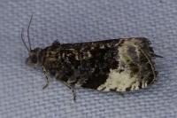 Hedya pruniana