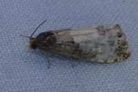 Notocelia cynosbatella