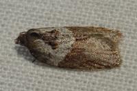 Acleris hastiana