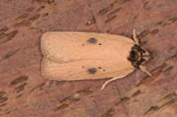 Agonopterix subpropinquella