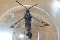 Synanthedon formicaeformis
