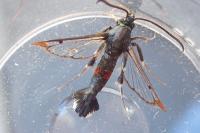Synanthedon formicaeformis
