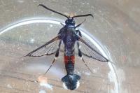Synanthedon formicaeformis