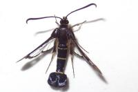 Synanthedon tipuliformis