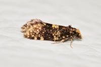 Diplodoma laichartingella