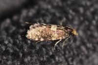 Diplodoma laichartingella