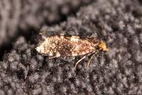 Diplodoma laichartingella