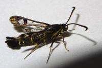 Synanthedon tipuliformis