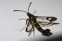 Synanthedon tipuliformis