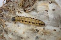 Yponomeuta malinellus
