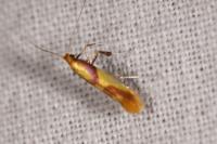 Caloptilia