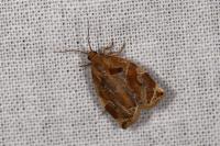 Archips xylosteana