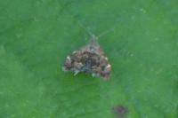 Anthophila fabriciana
