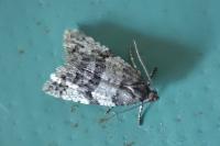 Isotrias rectifasciana