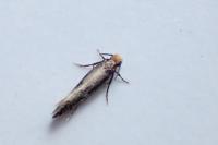 Monopis crocicapitella