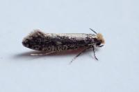 Monopis crocicapitella