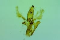 Aproaerema cinctella
