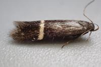 Aproaerema cinctella