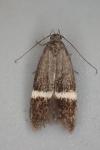 Aproaerema cinctella