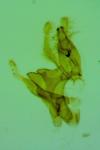 Aproaerema cinctella
