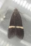 Aproaerema cinctella