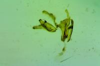 Aproaerema cinctella