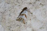 Aethes