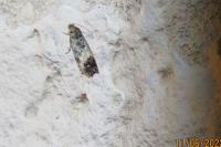 Pammene fasciana