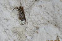 Hedya nubiferana