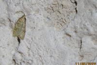 Aleimma loeflingiana