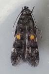 Teleiodes flavimaculella